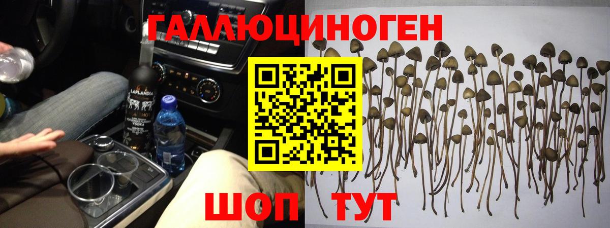 Псилоцибиновые грибы GOLDEN TEACHER Кувандык