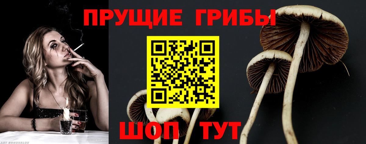 Кувандык  Псилоцибиновые грибы прущие грибы  Вход с VPN 